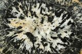 Polished Orbicular Granite Section - Western Australia #317974-1